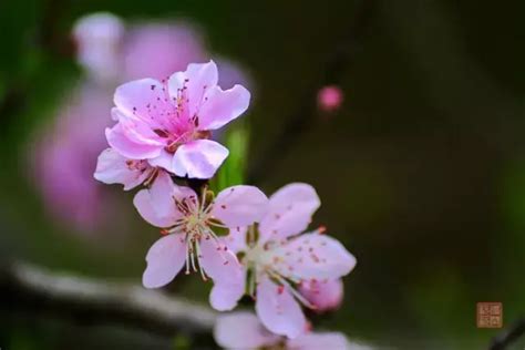 如何招好桃花